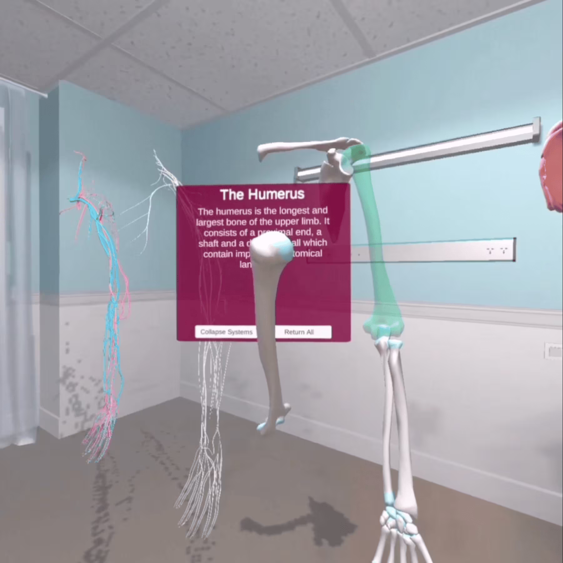 Anatomy Study Modules